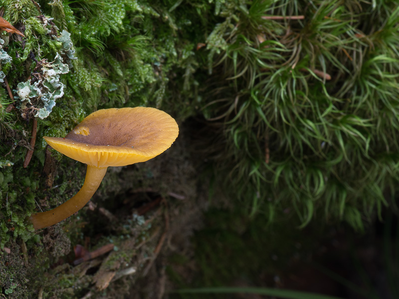 Chrysomphalina chrysophylla